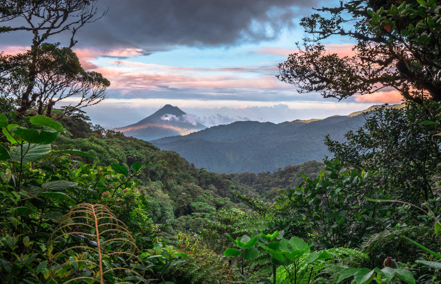 Discover the Rich Flavors of Costa Rican Coffee
